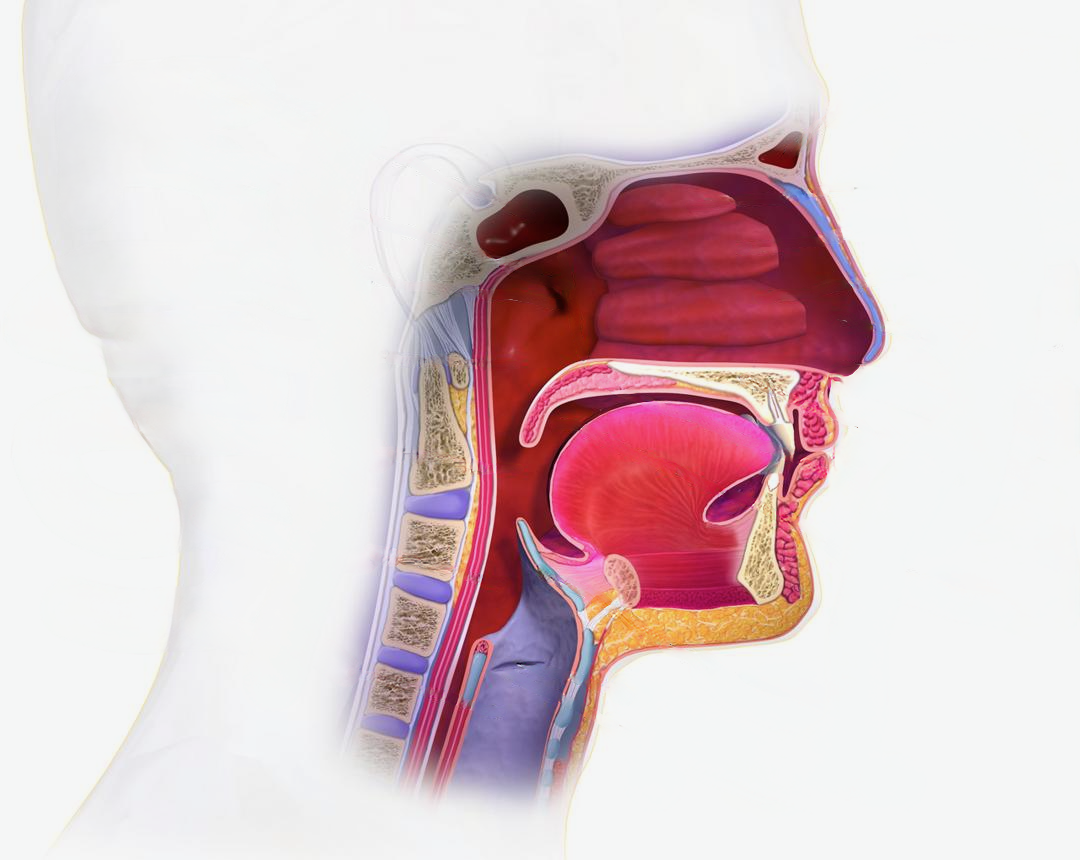 Sagittal anatomy of the pediatric upper airway